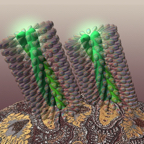 Lipid_DNA_Cell copy.jpg
